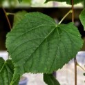 Tilia cordata - Foto 1