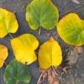 Tilia cordata - Foto 1