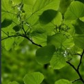 Tilia cordata - Foto 1