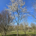 Amelanchier lamarckii - 1