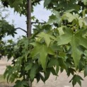 Liquidambar styraciflua - 1