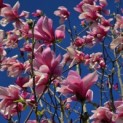 Magnolia 'Galaxy' - 3