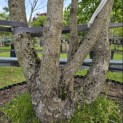 Corylus colurna - Foto 3