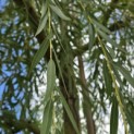Salix x sepulcralis 'Chrysocoma' - Foto 1