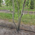 Salix x sepulcralis 'Chrysocoma' - Foto 2