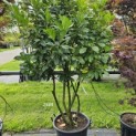 Prunus laurocerasus 'Bonaparte' - Foto 2