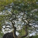 Acer palmatum 'Dissectum' - Foto 3