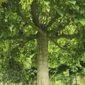 Tilia americana 'Nova' - 6