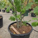 Quercus rubra - 2