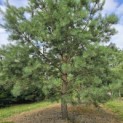 Pinus sylvestris - 6