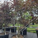 Acer palmatum 'Red Emperor' - 2