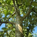 Malus domestica 'Lombarts' - 2