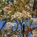 Photinia fraseri 'Red Robin' - 2