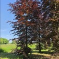 Fagus sylvatica 'Atropunicea' - 3