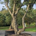 Quercus suber - Foto 2