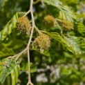 Fagus sylvatica 'Striata' - 2