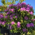 Rhododendron Roseum Elegans - 5