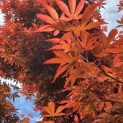 Acer palmatum 'Skeeter's Broom' - 1