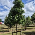 Liquidambar styraciflua - 2