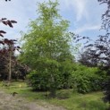 Fagus sylvatica - 1