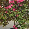 Rhododendron yakushimanum 'Fantastica' - 5