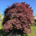 Acer palmatum 'Inaba Shidare' - 6