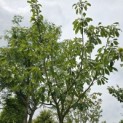 Castanea sativa 'Lyon' - 3