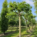 Platanus hispanica - Foto 2