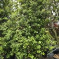 Quercus ilex - 3