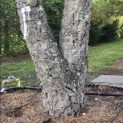 Quercus Suber - Foto 1