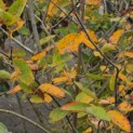 Amelanchier lamarckii - Foto 2