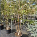 Betula utilis 'Doorenbos' - 1