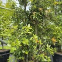 Quercus ilex - 2