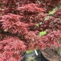 Acer palmatum 'Jerre Schwartz' - Foto 8