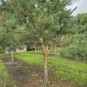 Pinus sylvestris - 2