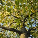 Sycoparrotia semidecidua 'Prins Claus' - 2