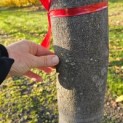 Sycoparrotia semidecidua 'Prins Claus' - nov 2025