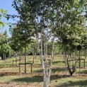 Betula utilis 'Doorenbos' - 4