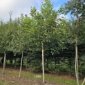 Juglans Regia - 2
