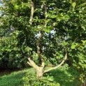 Fagus sylvatica klimboom