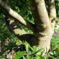 Fagus sylvatica klimboom