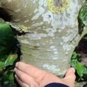 Fagus sylvatica klimboom