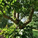 Fagus sylvatica klimboom