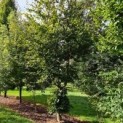 Fagus sylvatica klimboom