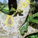 Fagus sylvatica. Groene beuk als klimboom