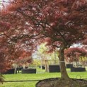 Acer palmatum 'Garnet' - 5