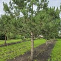 Pinus nigra 'Nigra' - 1