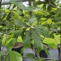 Quercus ilex - 4