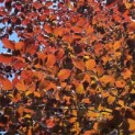 Fagus sylvatica 'Atropunicea' - 1