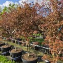 Acer palmatum 'Trompenburg' - 2